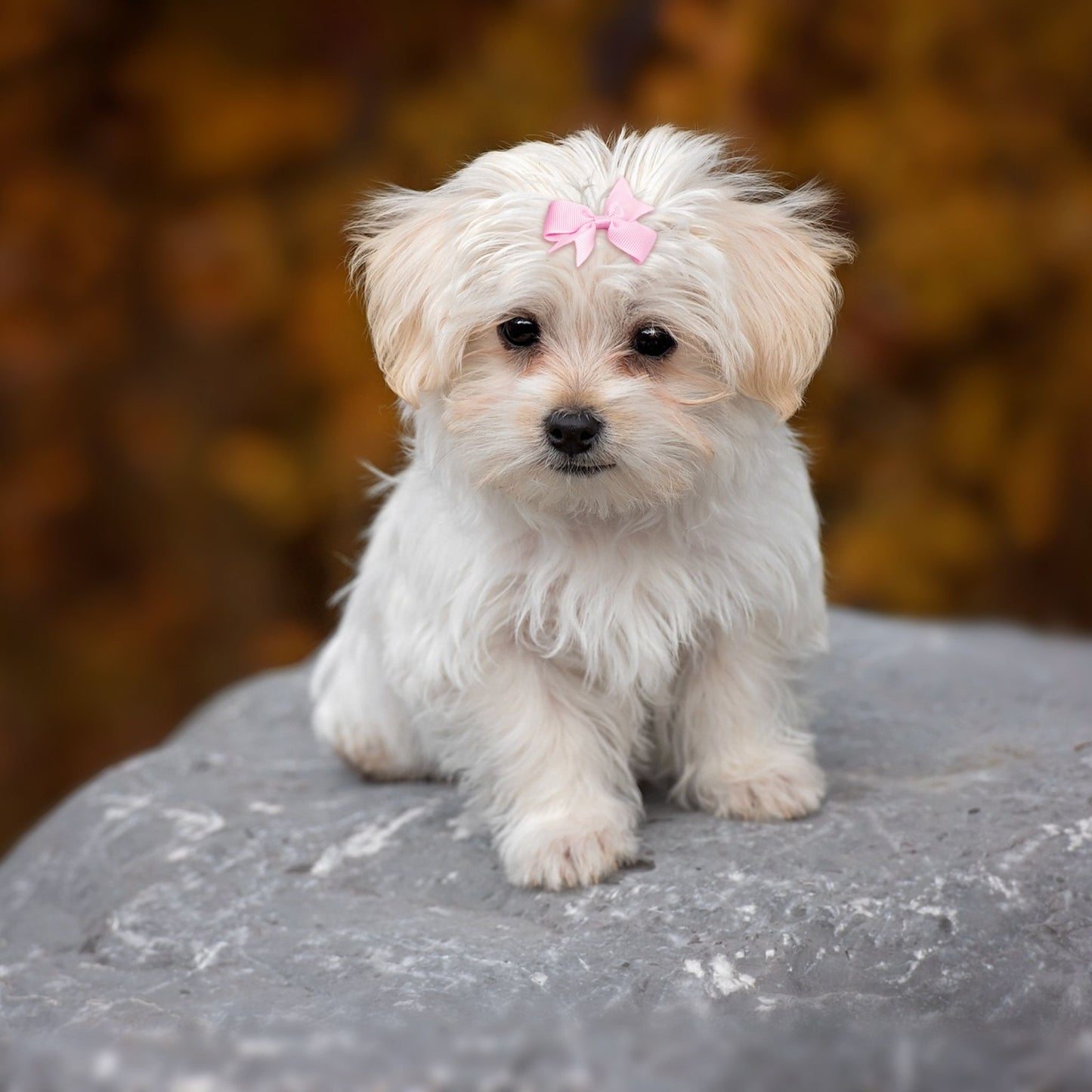 BABY BOW HAIR TIES 6X